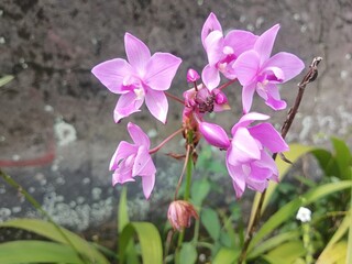purple orchid in the garden