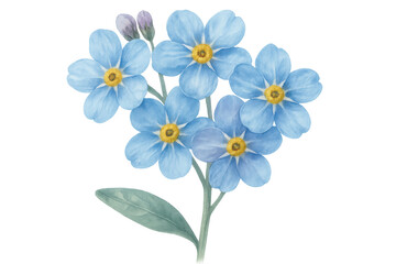 Naklejka premium Watercolor forget-me-nots blooming with vivid blue petals, yellow stamen highlighting delicate botanical artwork against transparent surface
