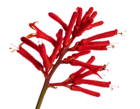Red Kangaroo Paw Flower Stem, Side View with Fuzzy Tubular Blossoms, Isolated on Transparent Background