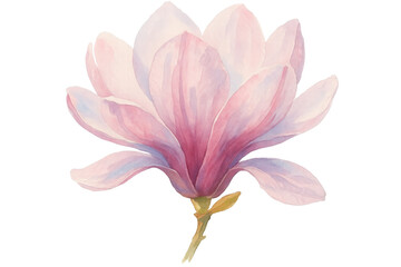 Fototapeta premium Soft pink magnolia bloom delicately watercolor-painted, revealing botanical elegance against transparent backdrop