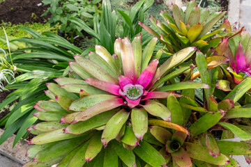 Obraz premium Blooming Neoregelia Bromeliad in Montreal Botanical Garden