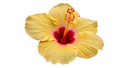 a single vibrant yellow hibiscus flower with delicate, textured petals and a red center