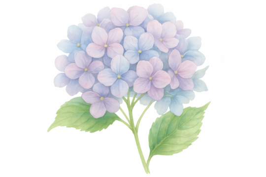 Delicate watercolor painting showcasing a vibrant hydrangea blossom with subtle hues of purple and blue, isolated on a transparent background