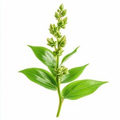 Fototapeta premium dichapetalum cymosum gifblaar plant large leathery leaves and greenish flowers isolated on white transparent background