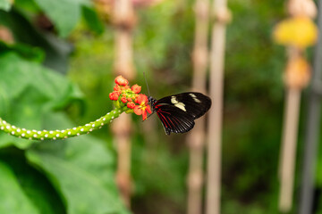 Postman Butterfly (Heliconius melpomene) Feeding on Red Tropical Flower at Montreal Insectarium