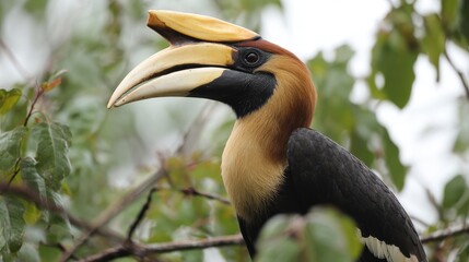 Close-up of a colorful bird (2)