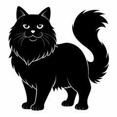 American Shorthair cat 