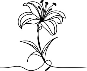 Continuous single-line vector drawing of a blooming lily flowe