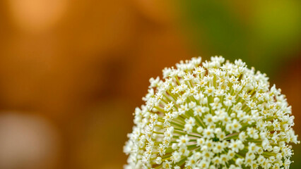 Close up of a white allium flower head with a blurred brown and green background in soft focus detail