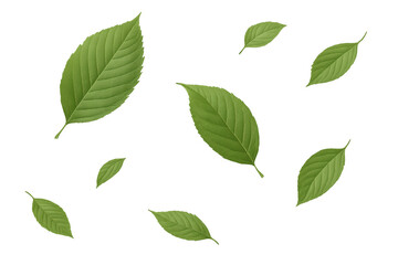 Fototapeta premium Realistic green leaves cascading against a transparent background, enhancing nature-themed designs with a touch of seasonal elegance