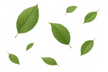 Realistic green leaves cascading against a transparent background, enhancing nature-themed designs with a touch of seasonal elegance