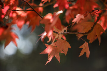 Close-up of tree leaves in vibrant shades of red and orange, highlighting the beauty of autumn. The...