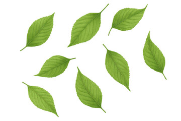 Fototapeta premium Green leaves cascading, transparent backdrop highlighting botanical essence for seasonal design elements