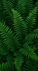Fototapeta premium Lush green ferns fill the frame, their intricate fronds creating a dense, textured pattern of deep emerald hues.