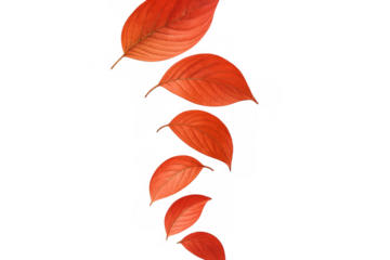 Realistic rendering of multiple vibrant red autumn leaves falling gracefully against a transparent background