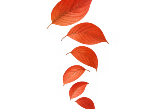 Realistic rendering of multiple vibrant red autumn leaves falling gracefully against a transparent background