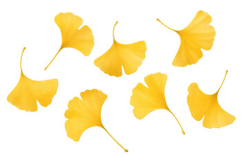Naklejka premium Yellow ginkgo biloba leaves falling on a transparent background, perfect for autumn-themed designs