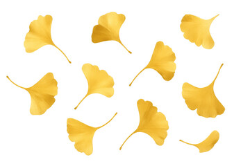 Naklejka premium Yellow ginkgo biloba leaves falling on a transparent background, perfect for autumn-themed designs