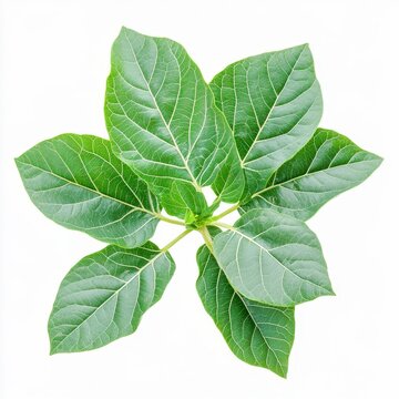 dendrocnide moroides gympiegympie plant large green leaves with neurotoxic stinging hairs and fine white hairs on the stems isolated on white transparent background