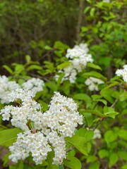 Close-Up of White Forest Blossoms