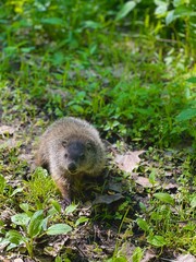 Curious Groundhog in Forest Underbrush