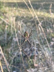 Yellow Garden Spider on Web in Grass