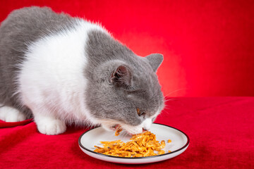 a cat eating freeze-dried Antarctic krill cat treats