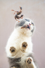 a cat eating freeze-dried quails
