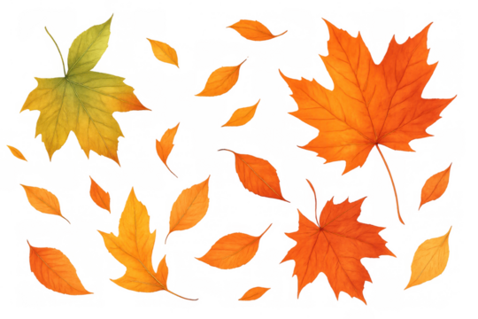 Colorful autumn leaves falling and swirling on a transparent background, creating a vibrant and seasonal design element