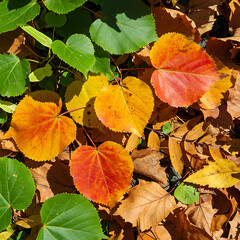Colorful autumn leaves, including orange, yellow, and green, scattered on the ground, creating a vibrant seasonal display.