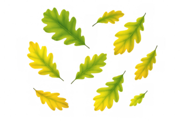 Realistic green and yellow oak leaves falling on transparent background, perfect for autumn designs