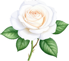 White rose with a subtle pink tint, soft appearance. Beautiful white rose with an elegant design. White rose blooming with vibrant green accents. Soft and pure white rose with smooth edges.