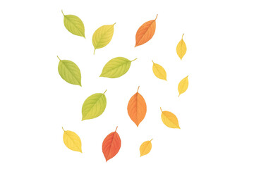 Obraz premium Vibrant autumn leaves gently falling, transparent backdrop highlighting seasonal color palette