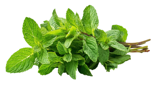 Mint leaves bunch with cool green freshness, isolated on tranparent background 