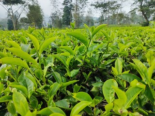 Serene view of a flourishing tea garden, highlighting the orderly arrangement of plants and the gentle contours of the terrain.