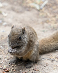Cute squirrel in the forest with a nut in its paws