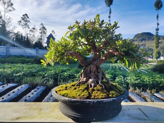 A masterpiece of miniature nature: a robust bonsai sits on a ledge, overlooking a misty valley farm.