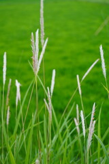 White Kans Grass (Saccharum spontaneum) Swaying in a Lush Green Field – Symbol of Autumn in South Asia