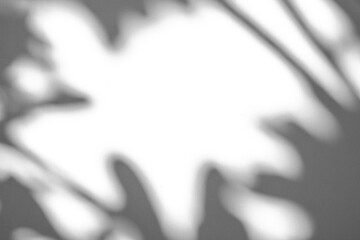 Abstract natural tree branch leaves shadow on white wall background