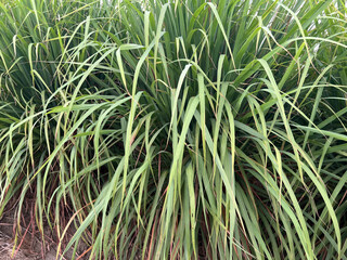 Obraz premium green lemongrass in the garden