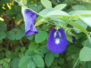 blue butterfly on a flower