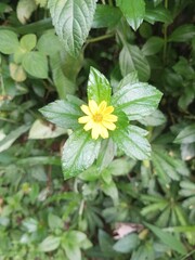 yellow flower with green leaves