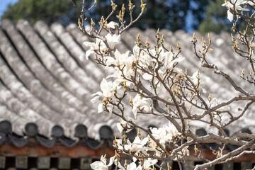 White Magnolia spring flower and architectural landscape of Imperial Summer palace in Beijing, china.