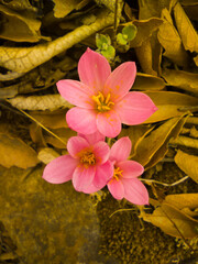 Cuban zephyr lily growing in pack. 