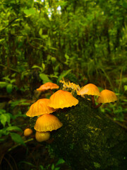 Closeup wet mushrooms after a sligth rain in the forest.