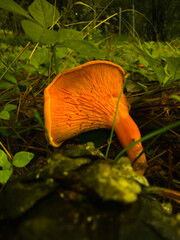 Lying down mushroom by the grass found in a tall hill.