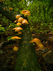 Bell like mushroom formation in cluster. Wet branch with mushrooms.