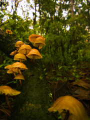 Bell like mushroom cluster in the rainy forest.