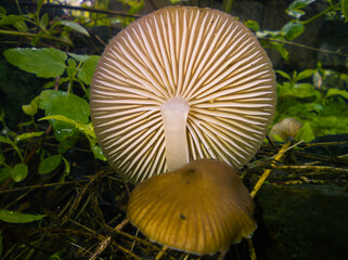 Tilted mushroom fond in the nature during a spring rain.