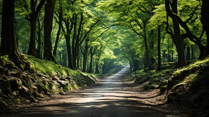 Obraz premium Lush Green Forest Pathway with Dense Foliage, Serene Nature Scene,